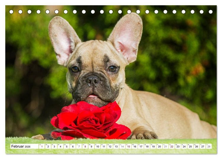 Produktbild: Kleiner Kobold Franz&ouml;sische Bulldogge (Tischkalender 2026 DIN A5 quer), CALVENDO Monatskalender