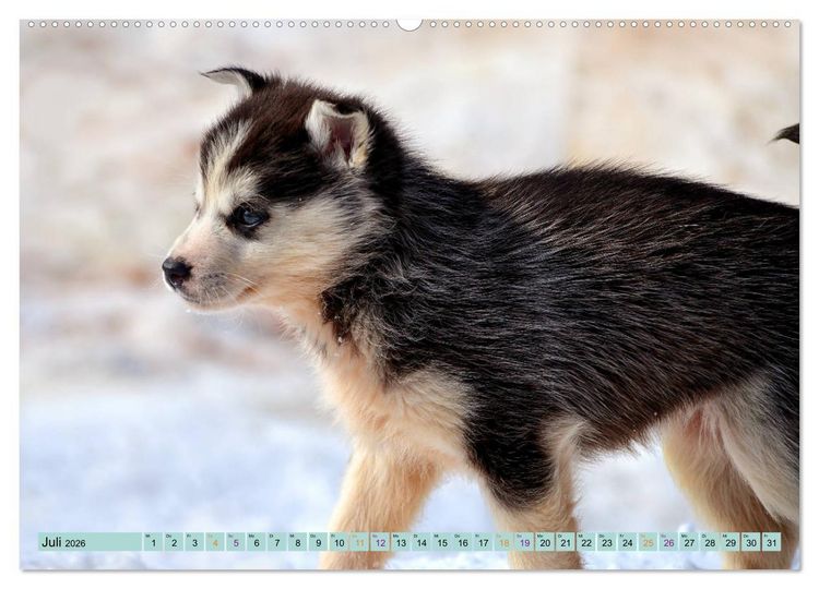 Produktbild: Huskies - Tolle Gef&auml;hrten (Wandkalender 2026 DIN A2 quer), CALVENDO Monatskalender