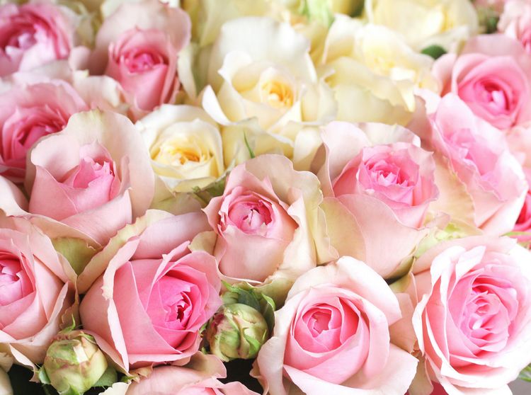 Produktbild: CALVENDO Puzzle Rosen in zarten Pastellt&ouml;nen - hellgelb und rosa | 2000 Teile Lege-Gr&ouml;&szlig;e 90x67cm Foto-Puzzle f&uuml;r gl&uuml;ckliche Stunden