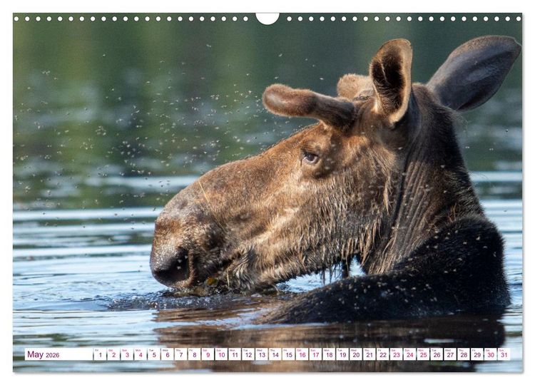 Produktbild: THE NORTHERN WOODLANDS MOOSE (Wall Calendar 2026 DIN A3 landscape), CALVENDO 12 Month Wall Calendar