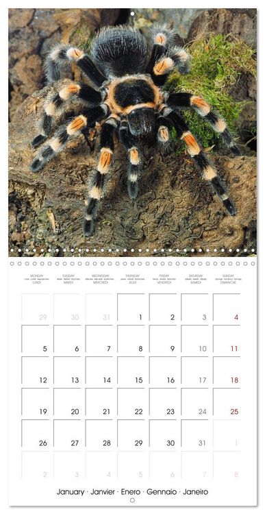 Produktbild: Spider synphony (Wall Calendar 2026 12 &times; 12 Inch) CALVENDO 12 Month Wall Calendar