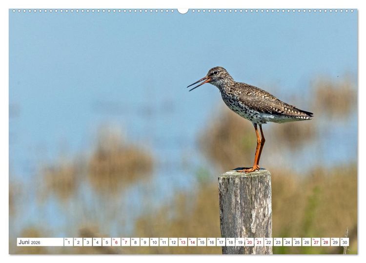Produktbild: Sturmerprobt - V&ouml;gel an Nordfrieslands K&uuml;ste (hochwertiger Premium Wandkalender 2026 DIN A2 quer), Kunstdruck in Hochglanz