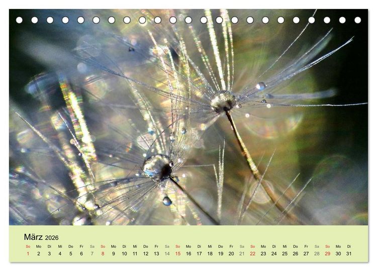 Produktbild: Naturjuwel Pusteblume (Tischkalender 2026 DIN A5 quer), CALVENDO Monatskalender