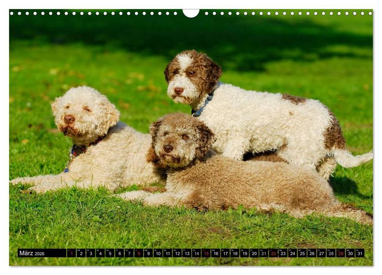 Produktbild: Lagotto Romagnolo - Italienischer Tr&uuml;ffelhund (Wandkalender 2026 DIN A3 quer), CALVENDO Monatskalender