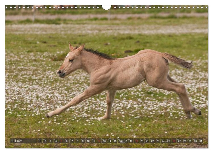 Produktbild: Fohlen - Lustige Pferdekinder (Wandkalender 2026 DIN A3 quer), CALVENDO Monatskalender