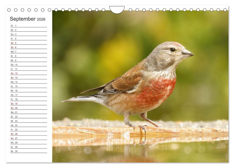Produktbild: Faszinierendes Bulgarien (Wandkalender 2026 DIN A4 quer), CALVENDO Monatskalender