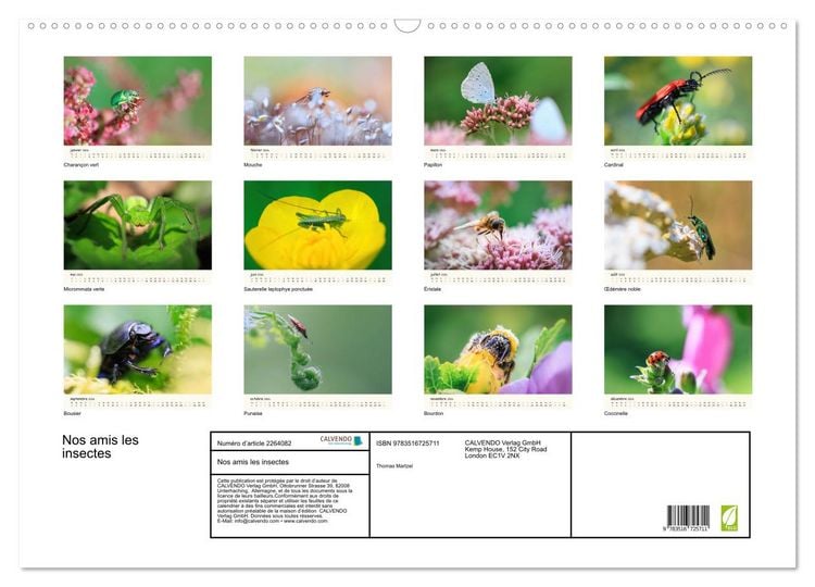 Produktbild: Nos amis les insectes (Calendrier mural 2026 DIN A2 vertical), CALVENDO calendrier mensuel