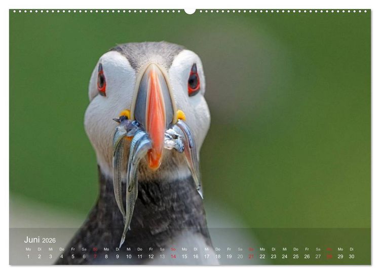 Produktbild: Nordatlantische Seev&ouml;gel (Wandkalender 2026 DIN A2 quer), CALVENDO Monatskalender