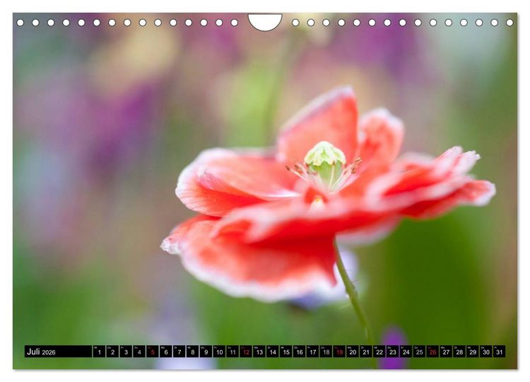 Produktbild: BLUMEN Zauber der Farben und Formen (Wandkalender 2026 DIN A4 quer), CALVENDO Monatskalender