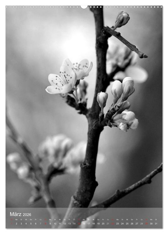 Produktbild: Monochrome Bl&uuml;ten - In Schwarz-Wei&szlig; Bildern durch das Jahr (hochwertiger Premium Wandkalender 2026 DIN A2 hoch), Kunstdruck in Hochglanz