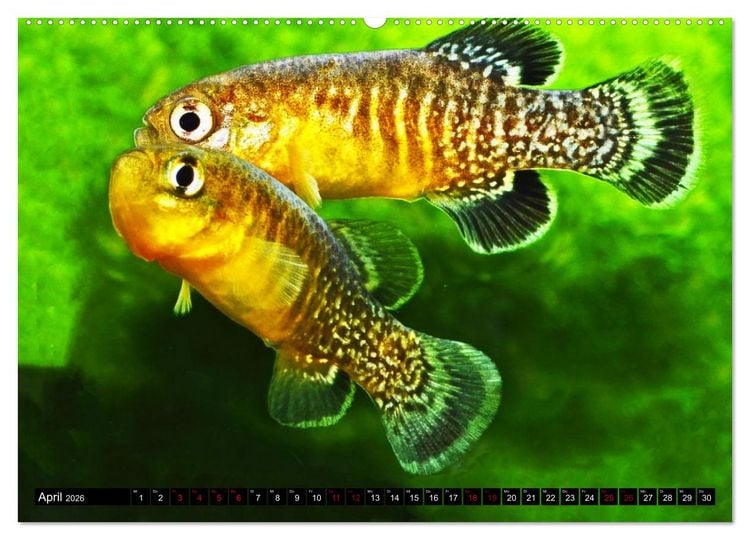 Produktbild: Outdoor-Aquaristik (hochwertiger Premium Wandkalender 2026 DIN A2 quer), Kunstdruck in Hochglanz