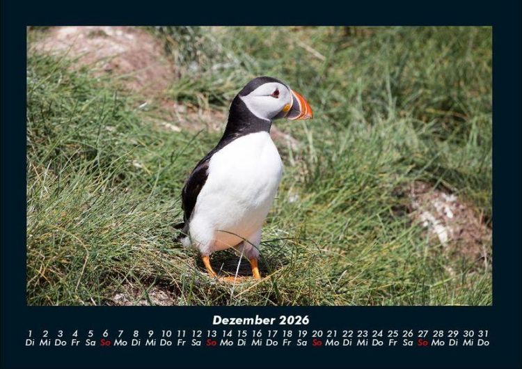 Produktbild: Welt der V&ouml;gel 2026 Fotokalender DIN A4