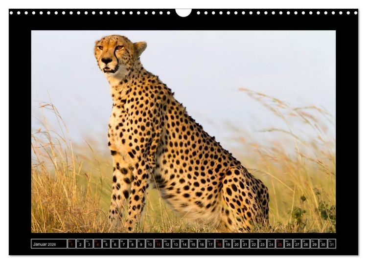 Produktbild: Afrikas Katzen (Wandkalender 2026 DIN A3 quer), CALVENDO Monatskalender
