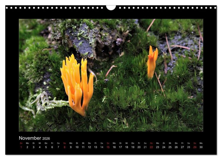 Produktbild: Pilze (Wandkalender 2026 DIN A3 quer), CALVENDO Monatskalender