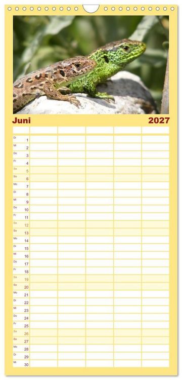Produktbild: Familienplaner 2027 - Minisaurier im Garten mit 5 Spalten (Wandkalender, 21 x 45 cm) CALVENDO