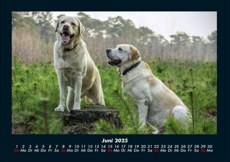 Produktbild: Hunde 2025 Fotokalender DIN A4
