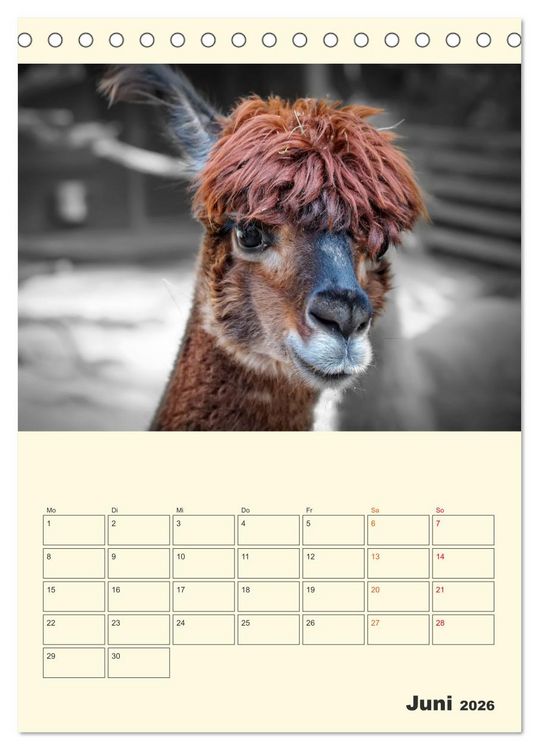 Produktbild: Putzige Alpakas (Tischkalender 2026 DIN A5 hoch), CALVENDO Monatskalender