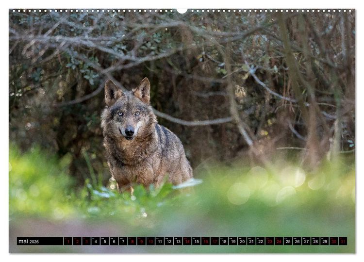 Produktbild: Le loup: l'esprit sauvage (Calendrier mural 2026 DIN A2 vertical) calendrier de bureau