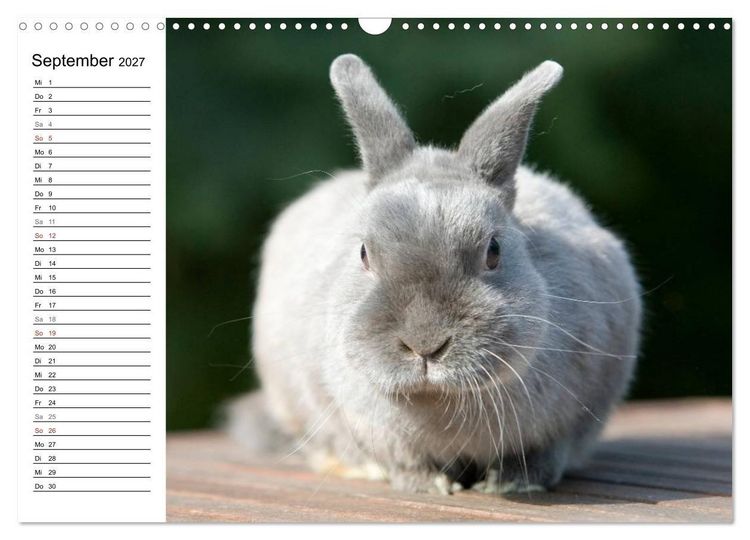 Produktbild: Kaninchen - knuddelige Hausgenossen (Wandkalender 2027 DIN A3 quer), CALVENDO Monatskalender