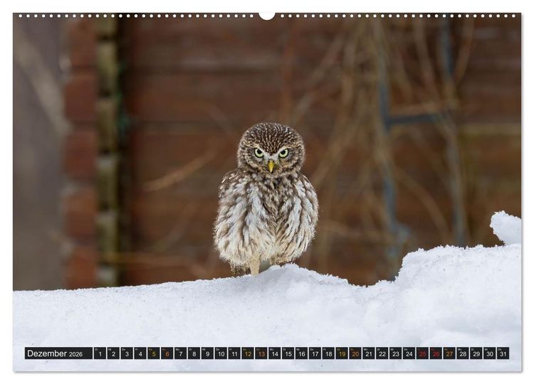 Produktbild: Eulen - Fl&uuml;gel der Nacht (hochwertiger Premium Wandkalender 2026 DIN A2 quer), Kunstdruck in Hochglanz