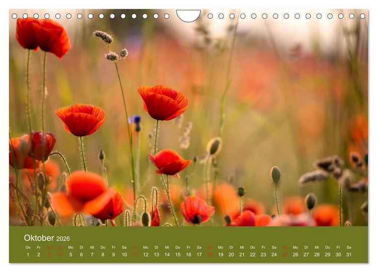Produktbild: Mohnblumen Romantik (Wandkalender 2026 DIN A4 quer), CALVENDO Monatskalender