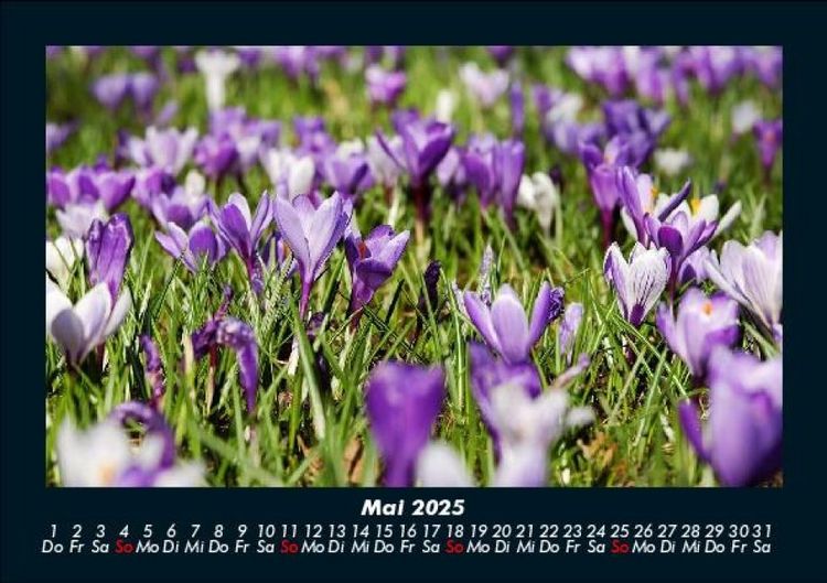 Produktbild: Blumentr&auml;ume 2025 Fotokalender DIN A5