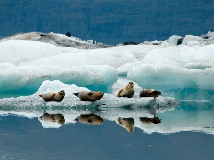Produktbild: CALVENDO Puzzle Seehunde im J&ouml;kulsarlon | 1000 Teile Lege-Gr&ouml;&szlig;e 64x48cm Foto-Puzzle f&uuml;r gl&uuml;ckliche Stunden