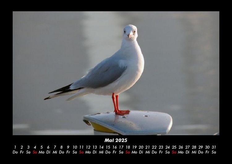 Produktbild: Vogelparadies 2025 Fotokalender DIN A3