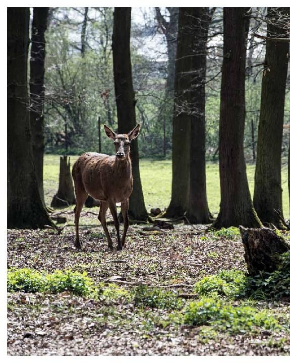 Produktbild: Schnelle Wildgerichte - Das Wild Kochbuch