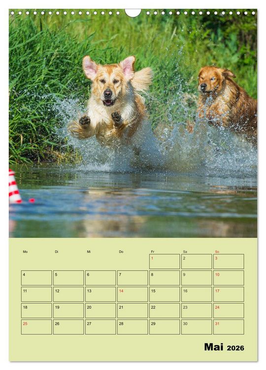 Produktbild: Jahresplaner Golden Retriever (Wandkalender 2026 DIN A3 hoch), CALVENDO Monatskalender