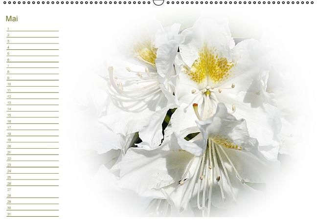 Produktbild: Bl&uuml;tentr&auml;ume - ganz in wei&szlig; / Geburtstagskalender (Wandkalender immerw&auml;hrend DIN A2 quer)