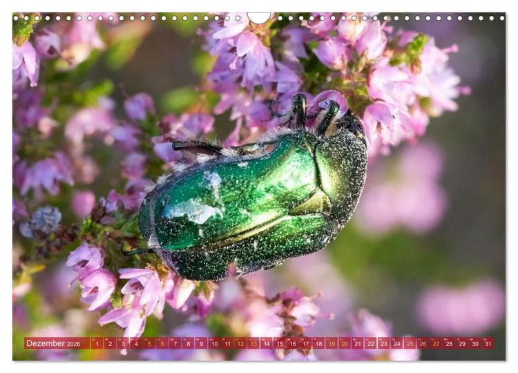 Produktbild: Naturpark Niederlausitzer Heidelandschaft - Heidebl&uuml;te (Wandkalender 2026 DIN A3 quer), CALVENDO Monatskalender