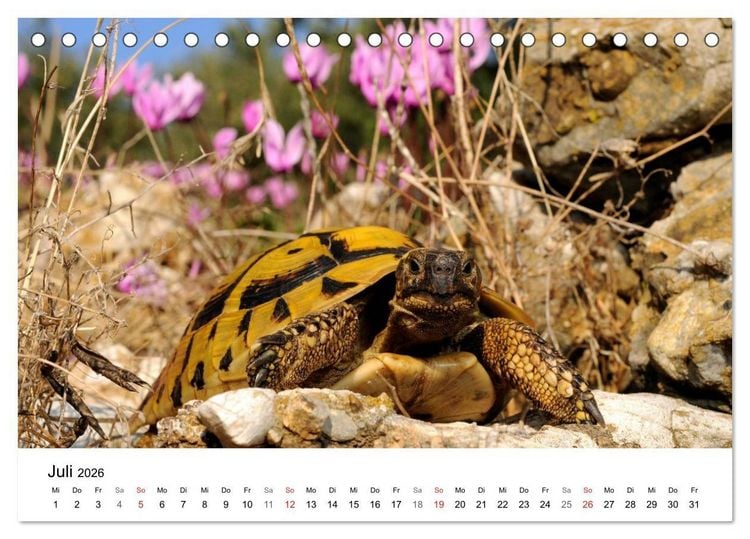 Produktbild: Peloponnes Impressionen / 2026 (Tischkalender 2026 DIN A5 quer), CALVENDO Monatskalender