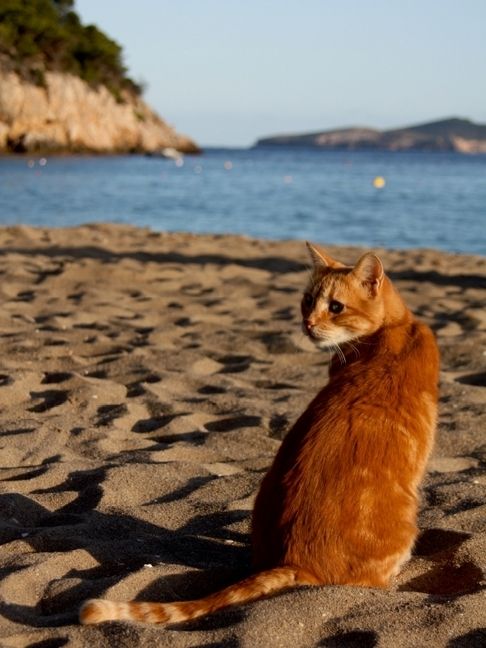Produktbild: CALVENDO Puzzle Katze am Strand von Ibiza | 1000 Teile Lege-Gr&ouml;&szlig;e 64x48cm Foto-Puzzle f&uuml;r gl&uuml;ckliche Stunden