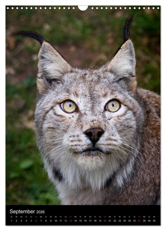 Produktbild: Der Luchs - Europas gr&ouml;&szlig;te Samtpfote (Wandkalender 2026 DIN A3 hoch), CALVENDO Monatskalender