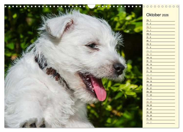 Produktbild: Kobold auf 4 Pfoten - West Highland White Terrier (Wandkalender 2026 DIN A3 quer), CALVENDO Monatskalender