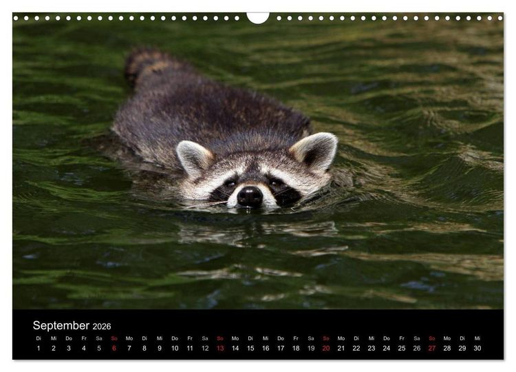 Produktbild: Waschb&auml;ren (Wandkalender 2026 DIN A3 quer), CALVENDO Monatskalender