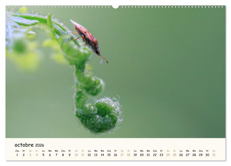 Produktbild: Nos amis les insectes (Calendrier mural 2026 DIN A2 vertical) calendrier de bureau