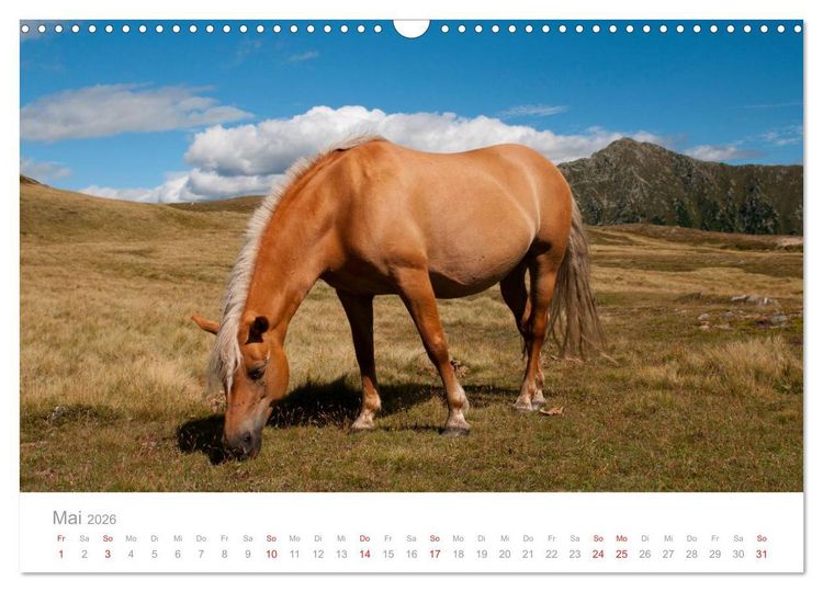 Produktbild: Pferde - In nat&uuml;rlicher Umgebung (Wandkalender 2026 DIN A3 quer), CALVENDO Monatskalender