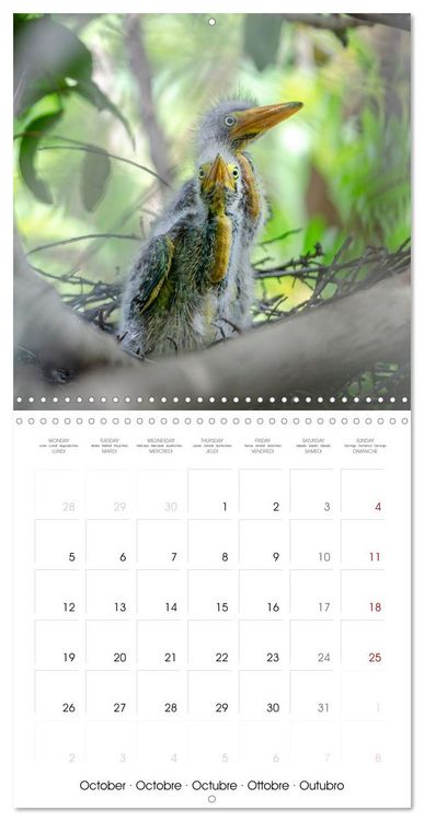 Produktbild: The beauty of herons and egrets (Wall Calendar 2026 12 &times; 12 Inch) CALVENDO 12 Month Wall Calendar