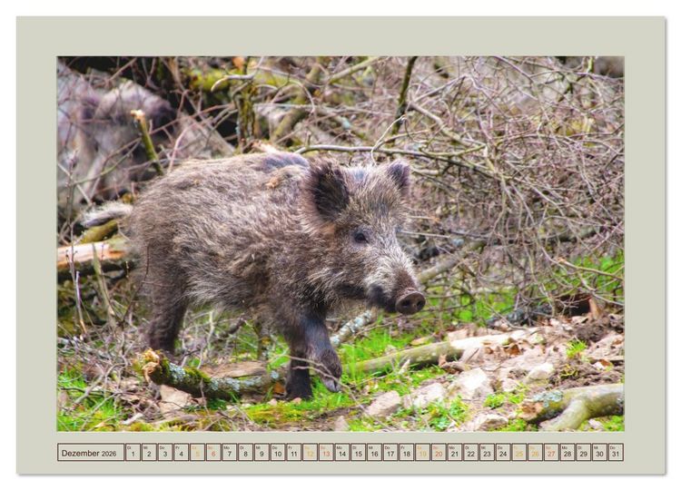 Produktbild: Wildschweine ganz nah an der Sau (Sus scrofa) von Tanja Riedel (Wandkalender 2026 DIN A3 quer), CALVENDO Monatskalender