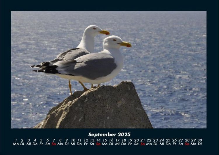 Produktbild: M&ouml;wen 2025 Fotokalender DIN A4