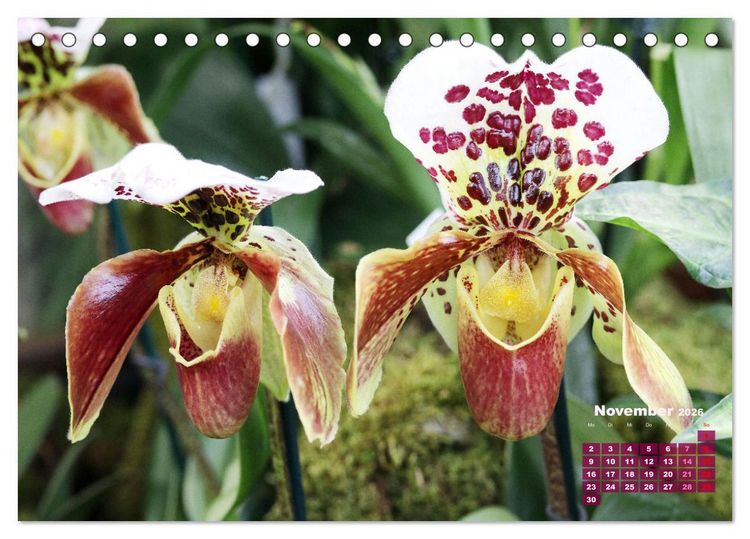 Produktbild: Sch&ouml;nste Orchideen (Tischkalender 2026 DIN A5 quer), CALVENDO Monatskalender