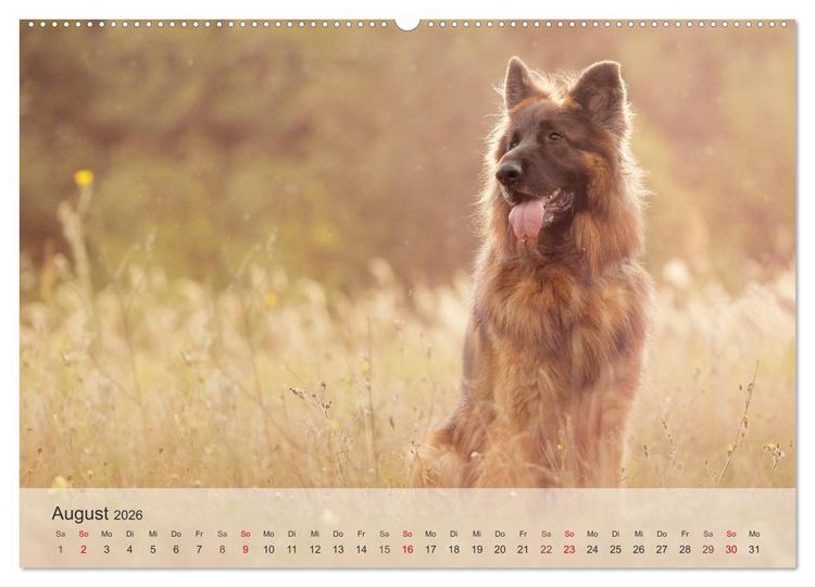 Produktbild: Hunde 2026 - Treue Begleiter (Wandkalender 2026 DIN A2 quer), CALVENDO Monatskalender