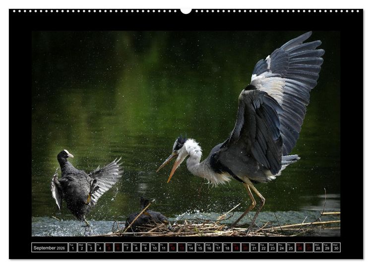 Produktbild: The heron parade (Wall Calendar 2026 DIN A2 landscape), CALVENDO 12 Month Wall Calendar