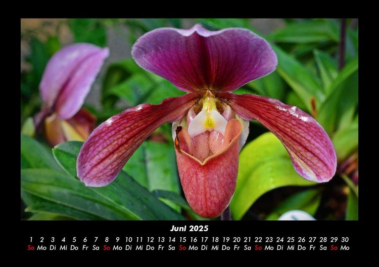 Produktbild: Blumentr&auml;ume 2025 Fotokalender DIN A3