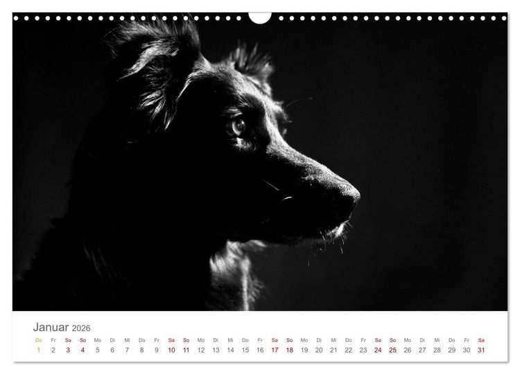 Produktbild: Hundeportraits Fine Art (Wandkalender 2026 DIN A3 quer), CALVENDO Monatskalender