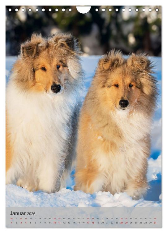 Produktbild: Traumhund Collie - Liebe auf vier Pfoten (Wandkalender 2026 DIN A4 hoch), CALVENDO Monatskalender
