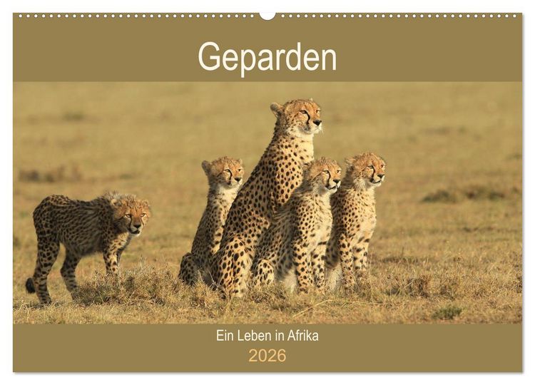 Produktbild: Geparden - Ein Leben in Afrika (Wandkalender 2026 DIN A2 quer), CALVENDO Monatskalender
