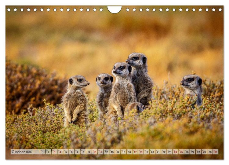 Produktbild: S&uuml;dafrika: Kapstadt, Garden Route und Cape Winelands (Wandkalender 2026 DIN A4 quer), CALVENDO Monatskalender